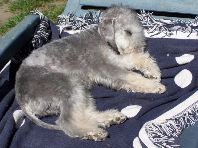 Unsere Hunde 11.05 (19).JPG